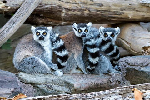 Adelaide Zoo Behind The Scenes Experience: Lemur Feeding - Perths Hotel 1