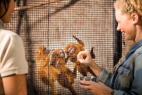 Adelaide Zoo Behind The Scenes Experience: Meet The Primates - Perths Hotel 0