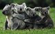 Barossa Private Group 1-13 Tour To Barossa Valley Or McLaren Vale From Adelaide - thumb 35