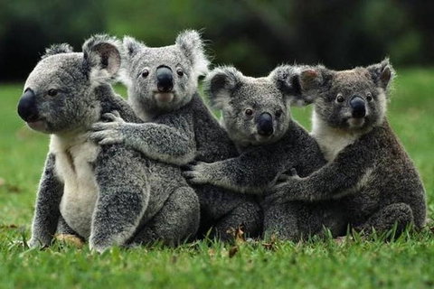 Barossa Private Group 1-13 Tour To Barossa Valley Or McLaren Vale From Adelaide - Perths Hotel 35