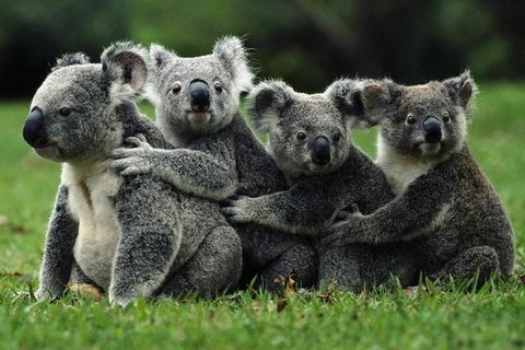 Barossa Private Group 1-13 Tour To Barossa Valley Or McLaren Vale From Adelaide - Perths Hotel 20