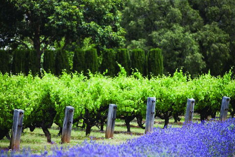 Ultimate Penfolds Magill Estate Experience - Perths Hotel 4