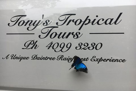 Daintree Rainforest, Cape Tribulation, Mossman Gorge In A Day - Perths Hotel 7