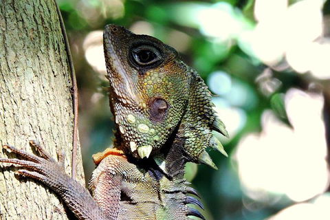 Daintree Rainforest, Cape Tribulation, Mossman Gorge In A Day - Perths Hotel 8