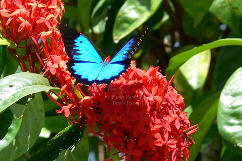 Daintree Rainforest, Cape Tribulation, Mossman Gorge In A Day - Perths Hotel 9
