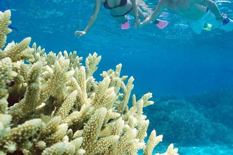 Silversonic Outer Great Barrier Reef Dive And Snorkel Cruise From Port Douglas - Perths Hotel 1