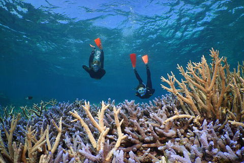 Silversonic Outer Great Barrier Reef Dive And Snorkel Cruise From Port Douglas - Perths Hotel 8