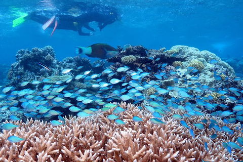 Silversonic Outer Great Barrier Reef Dive And Snorkel Cruise From Port Douglas - Perths Hotel 4