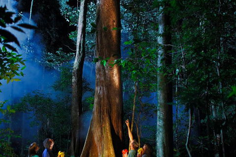 Daintree Rainforest Night Walk From Cape Tribulation - Perths Hotel 1