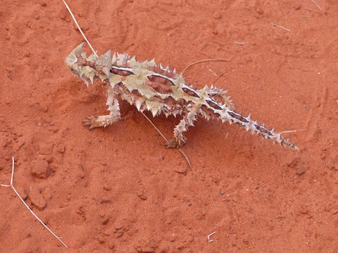 Alice Springs Highlights Half-Day Tour - Perths Hotel 5
