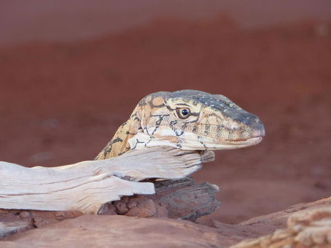 Alice Springs Highlights Half-Day Tour - Perths Hotel 6