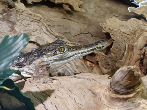 Alice Springs Highlights Half-Day Tour - Perths Hotel 7