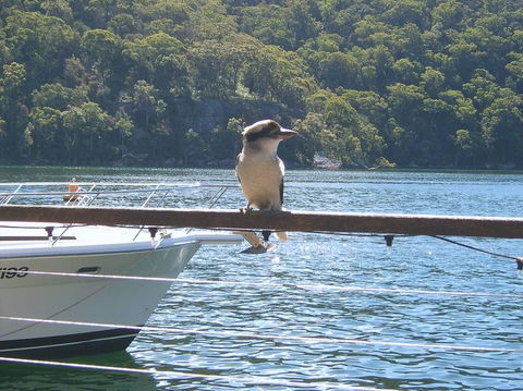 Lunch At Cottage Point Inn By Seaplane From Sydney - Perths Hotel 12