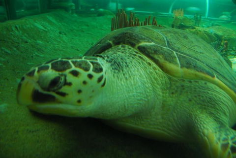 SEA LIFE Sydney Aquarium Entrance Ticket - Perths Hotel 25
