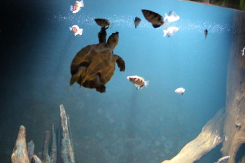 SEA LIFE Sydney Aquarium Entrance Ticket - Perths Hotel 4