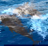 Port Stephens Day Tour From Sydney Including 4WD Sandboarding and Dolphins - Perths Hotel