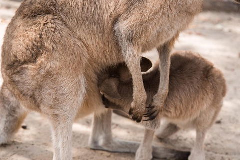 Hunter Valley Wine And Wildlife Reserve Tour From Sydney - Perths Hotel 4