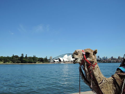 Opera On Sydney Harbour: La Traviata - Perths Hotel 11