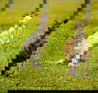 Bordertown Wildlife Park - Perths Hotel