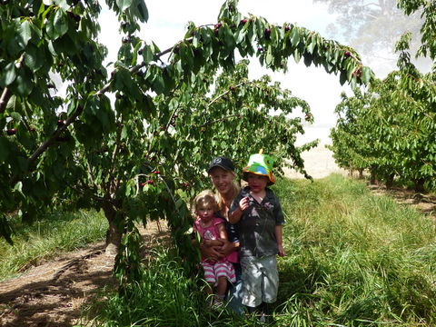 Harben Vale Pick Your Own Cherries - Perths Hotel 0