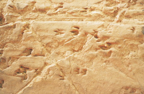 Lark Quarry Conservation Park - Perths Hotel 2