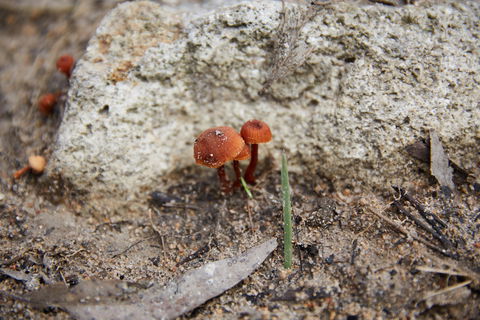Moorooduc Quarry Walk & Stairs Circuit - Perths Hotel 0