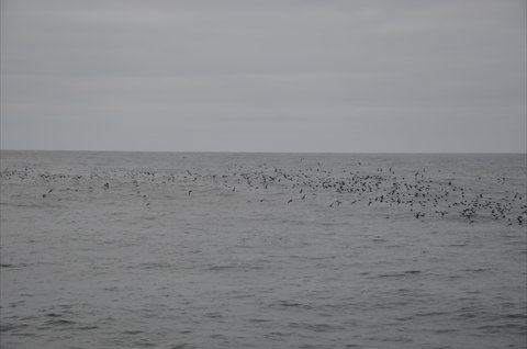 Settlement Point Viewing Platform - Perths Hotel 1