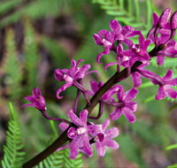 Cassinia Walking Track - Perths Hotel