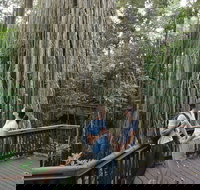 Curtain Fig Tree Yungaburra - Perths Hotel