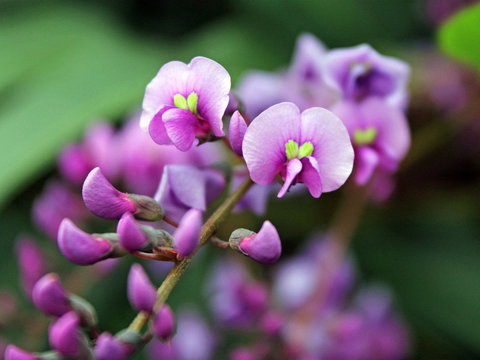 Inverawe Native Gardens - Perths Hotel 2