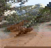 Karlkurla Bushland Park - Perths Hotel