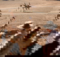 Monarto Safari Park - Perths Hotel