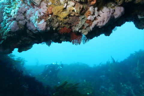 The Arches Marine Sanctuary - Perths Hotel 2