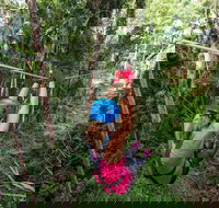 TreeTop Challenge - Sunshine Coast - Perths Hotel