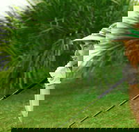 Whitsunday Green Club Golf - Perths Hotel