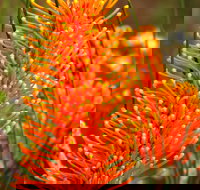 Wongan Hills Wildflowers - Perths Hotel