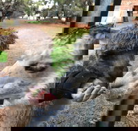 Alpaca Farm Experience at Crookwell - Perths Hotel