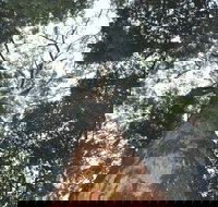 Bird Tree and Benaroon - Perths Hotel