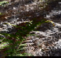 Langwarrin Flora and Fauna Reserve Walking Trails - Perths Hotel