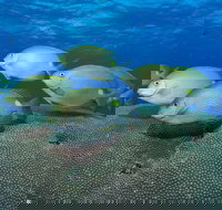 Lodestone Reef - Perths Hotel