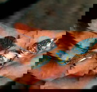 Opalton - Perths Hotel