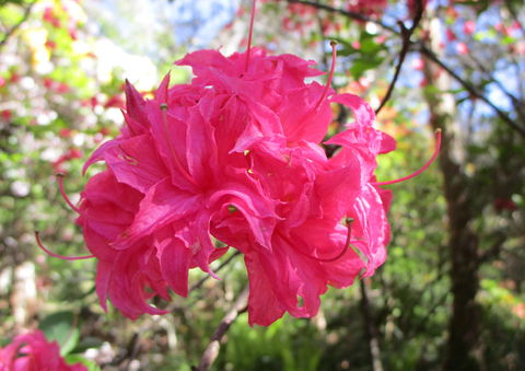 Campbell Rhododendron Gardens - Perths Hotel 0