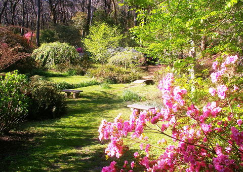 Campbell Rhododendron Gardens - Perths Hotel 2