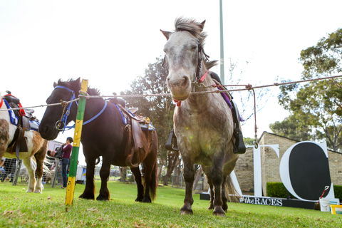 Canterbury Park Racecourse - Perths Hotel 1
