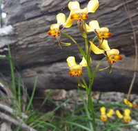 Dawn Atwell Nature Reserve