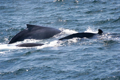 Gerringong Whale Watching Platform - Perths Hotel 0