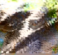 Koala Conservation Reserve - Perths Hotel