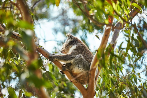 Koala Conservation Reserve - Perths Hotel 1