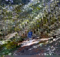 Lyrebird Circuit Walk - Perths Hotel