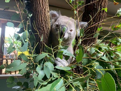 Macadamia Castle - Perths Hotel 0